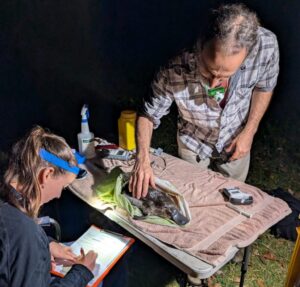 Two researchers examine a bat on a towel-covered table at night; one takes notes while the other handles the bat nearby.