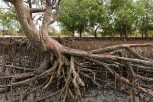 R5II1992-1024x683 | Empower Stories | Build Authority - Drive Impact Tangled mangrove roots in a muddy tidal swamp with green trees in the background.
