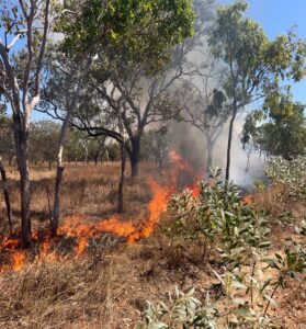 Ground-level wildfire in a dry woodland; orange flames along a grassy line with trees and rising smoke under a clear blue sky