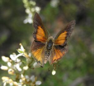 Butterfly with orange and brown wings perched on white flowers in a garden setting.