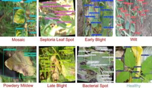Eight-leaf disease detection collage with colored boxes labeling Mosaic, Septoria Leaf Spot, Early Blight, Wilt, Powdery Mildew, Late Blight, Bacterial Spot, and Healthy.