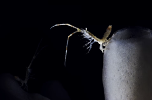 Close-up of a pale crustacean with long legs clinging to a frosty ice surface in darkness.